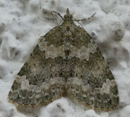 Réf. 280 308 : Chloroclysta miata